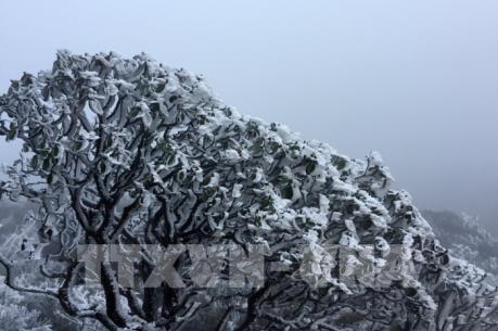 Chiều tối và đêm nay, Sa Pa khả năng xuất hiện mưa tuyết hoặc băng giá