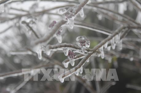 Đỉnh núi Mẫu Sơn xuất hiện băng giá