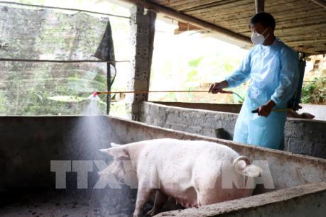 Phát hiện đàn lợn hơn 100 con bị lở mồm long móng