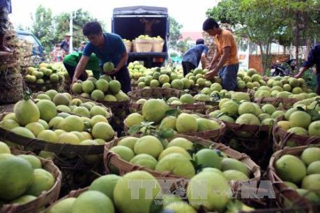 Giá cam sành liên tục giảm mạnh
