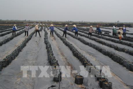 Nhân tố nào quyết định trong liên kết chuỗi?