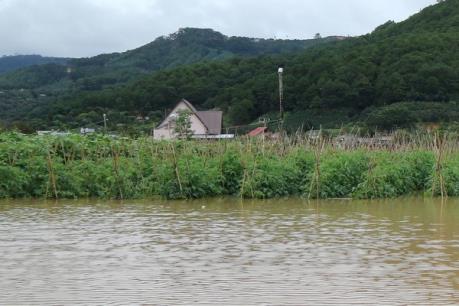 Vựa rau Tết tan hoang khi thủy điện Đa Nhim xả lũ