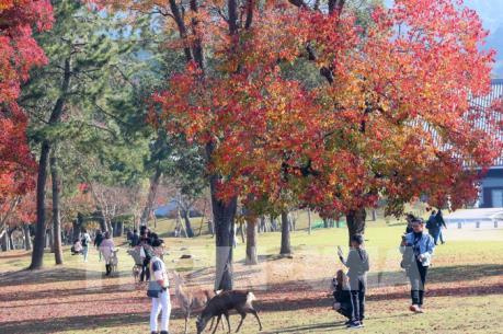Độc đáo công viên Nara (Nhật Bản)
