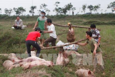 6 tỉnh, thành phố vẫn còn dịch lở mồm long móng