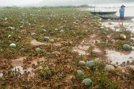 Dưa hấu Tết ngập nước, nông dân bỗng rơi cảnh "trắng tay"