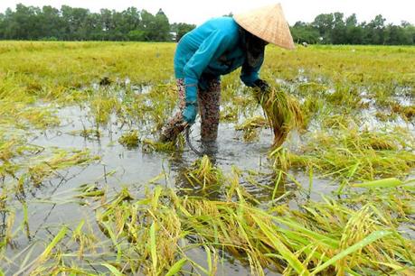Hàng nghìn ha lúa, hành tím bị ảnh hưởng mưa bão, thiệt hại tiền tỷ