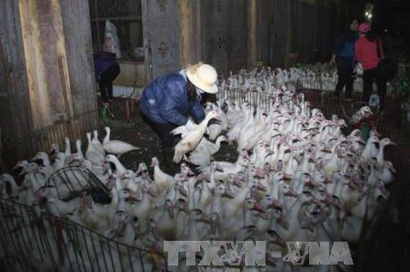 Long An phát hiện ổ dịch cúm gia cầm H5N1