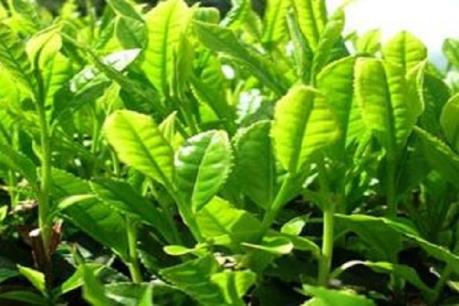 Thực hư về việc uống trà xanh tăng nguy cơ mắc bệnh tiểu đường tuýp 2