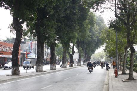 Đầu tư trên 64 tỷ đồng, chuyển gần 500 cây xanh để mở rộng đường Láng