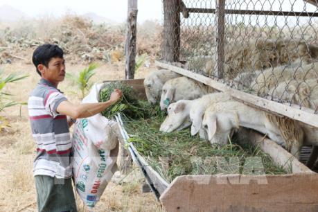 Đầu tư tín dụng phát triển nông nghiệp theo hướng hiện đại