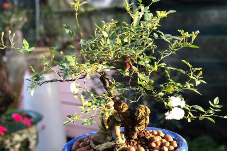 Thị trường hoa Tết: Nhiều hoa "lạ" phục vụ nhu cầu khách hàng