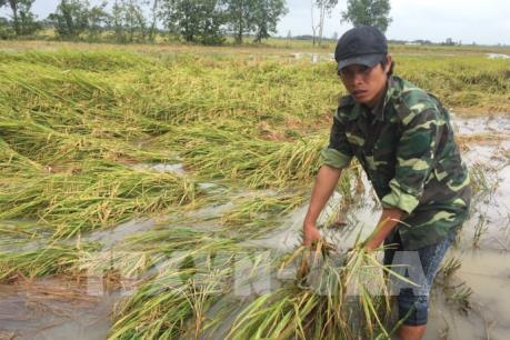 Giá lúa giảm mạnh, nông dân Bạc Liêu đứng ngồi không yên