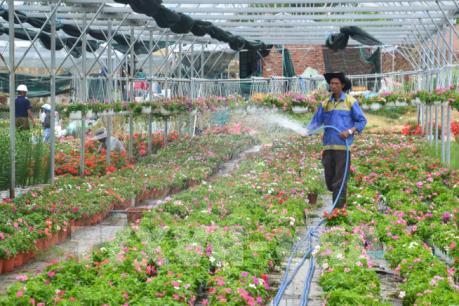 Giá hoa Tết sẽ tăng từ 15 - 20% so với năm 2018
