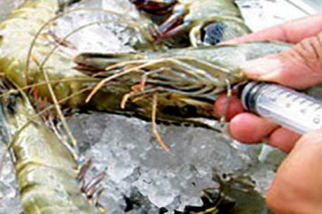 Phát hiện cơ sở bơm tạp chất vào tôm