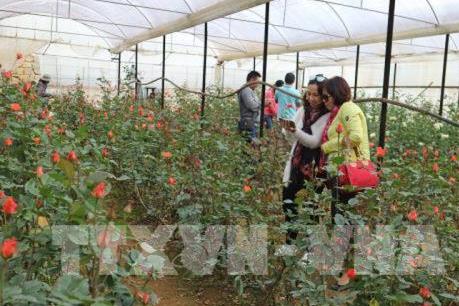 Lâm Đồng thêm Làng hoa Vùng nông nghiệp ứng dụng công nghệ cao