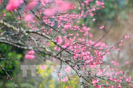 Đặc sắc sự kiện Hoa Anh Đào – Pá Khoang 2019 