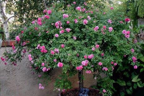 Chuyện làm giàu không vốn ở Nam Định