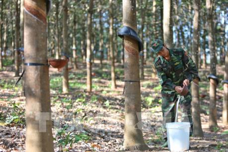 Định hướng rõ khi chuyển đổi diện tích cao su kém hiệu quả 