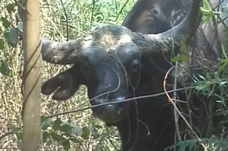 Xác minh thông tin có bò tót xuất hiện ở Quảng Trị