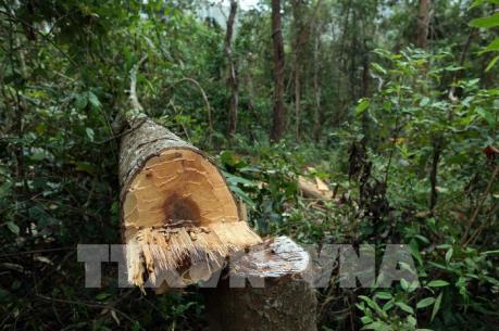 Vụ phá rừng già Nà Pen, Điện Biên: Kiểm lâm phản hồi thông tin TTXVN đưa