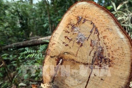 Khởi tố công an viên nhận tiền để “cho phép” phá rừng