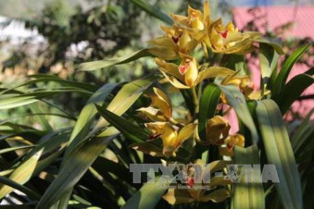 Hoa địa lan nở sớm khiến nhiều nhà vườn thua lỗ