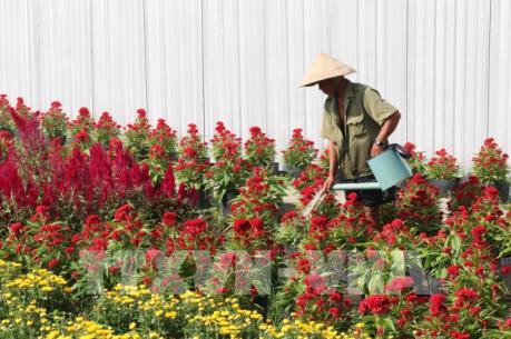 Làng hoa Mỹ Tho nhộn nhịp dịp tết Nguyên đán
