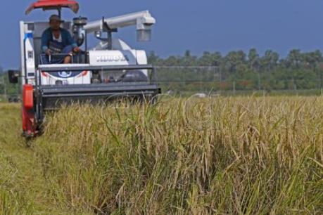 EC chính thức áp thuế với gạo từ Campuchia và Myanmar