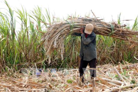 Giá mía tại Sóc Trăng thấp kỷ lục