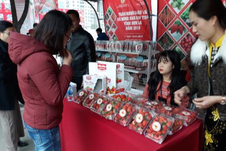 Tuần hàng dâu tây Sơn La tại Hà Nội