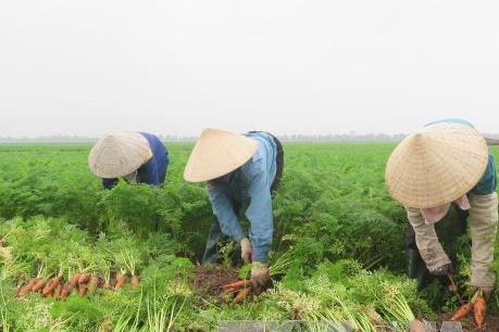 Nông sản sạch đắt hàng dịp Tết