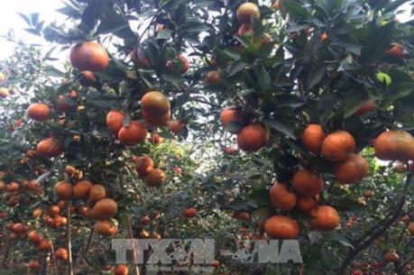 Hướng thâm canh bền vững nhờ quy trình VietGap