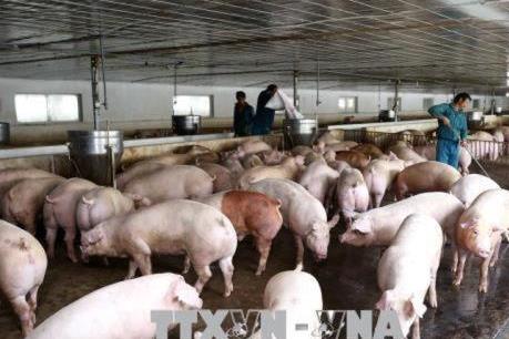 Có 19 tỉnh, thành phố xuất hiện dịch bệnh lở mồm long móng