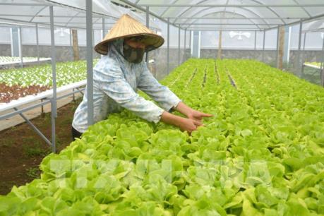 Dự báo giá rau dịp Tết Nguyên Đán Kỷ Hợi sẽ có biến động