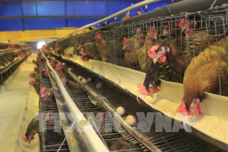 Kết quả chiến dịch “Gia cầm châu Âu - sức mạnh trong chất lượng” 