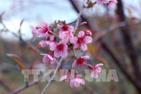 Pẳng Tớ Dày: Hoa báo Xuân về