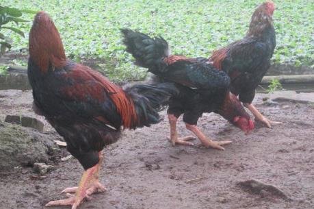 Gà Hồ Bắc Ninh sẵn sàng cho thị trường Tết