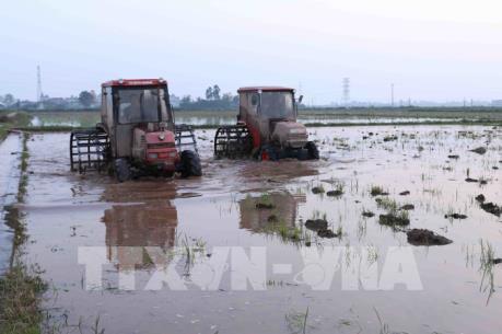 Gần 46% diện tích đã có nước cho gieo cấy