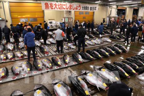 Chợ cá nổi tiếng Tsukiji sẽ thành bãi đỗ xe cho Thế vận hội Tokyo 2020