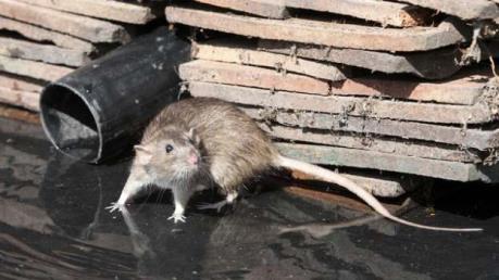 Có ít nhất 11 người tử vong do nhiễm virus nguy hiểm hanta từ chuột