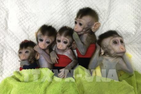 Trung Quốc nhân bản khỉ chỉnh sửa gien