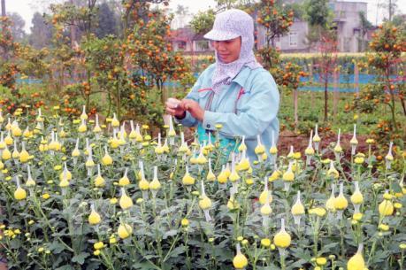 Trồng hoa cảnh theo đơn đặt hàng