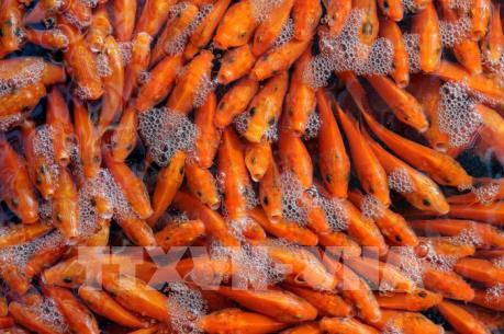 Nhộn nhịp làng nghề cá chép đỏ Thủy Trầm