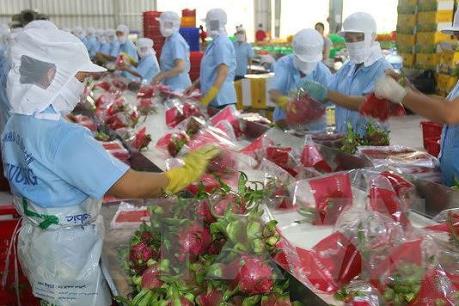 Phát triển ngành trái cây - Bài 2: Đẩy mạnh năng lực chế biến