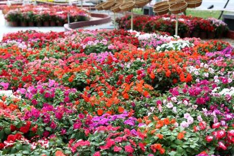 Sun Group tài trợ 5 tỷ đồng tạo dựng Đường hoa xuân Kỷ Hợi bên sông Hàn 