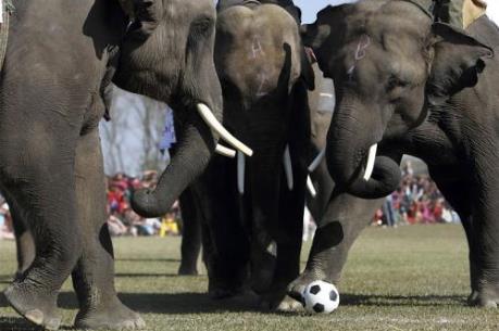 Sôi động lễ hội Voi Chitwan ở Nepal