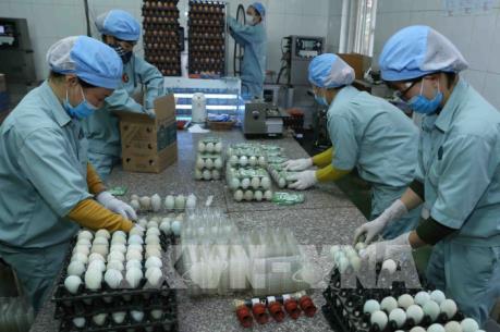 DABACO khẩn trương hoàn thành các dự án chăn nuôi