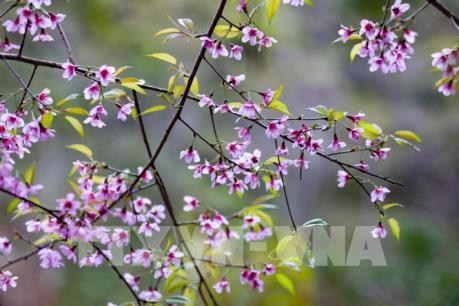 Chiêu Ly mùa xuân về