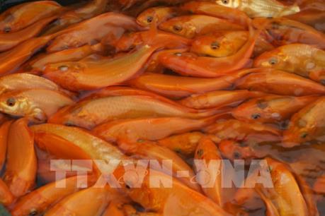 Tết ông Công ông Táo: Giá cá chép ít biến động