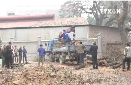 Chặt hai cây sưa trăm tỷ ở Hà Nội